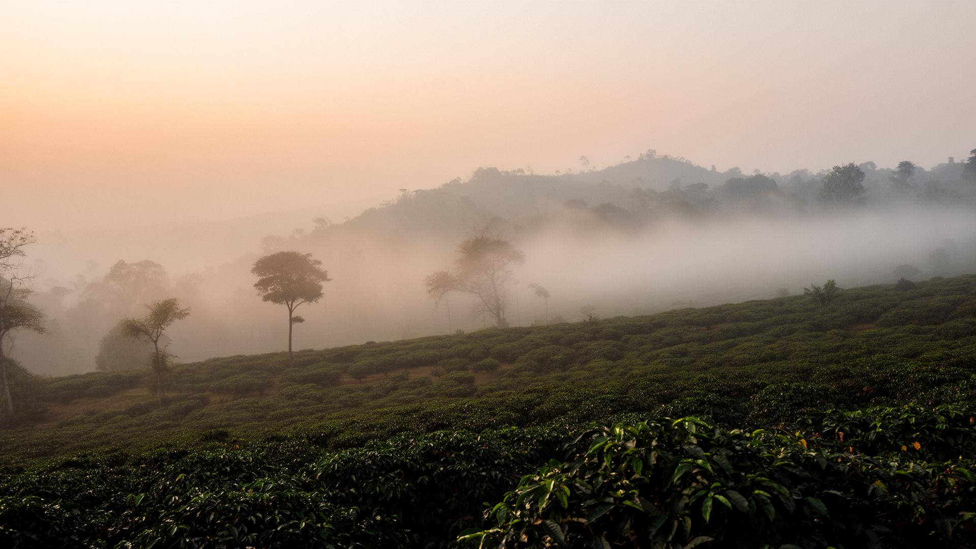 Misty Chikmagalur hills at dawn